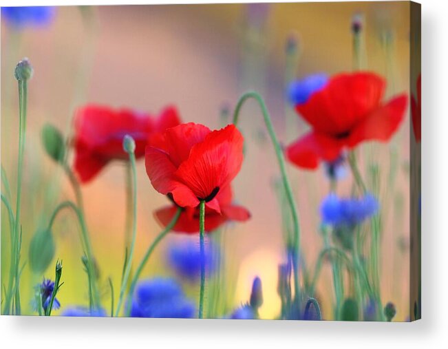 Poppies In Spring Acrylic Print featuring the photograph Poppies in spring by Lynn Hopwood