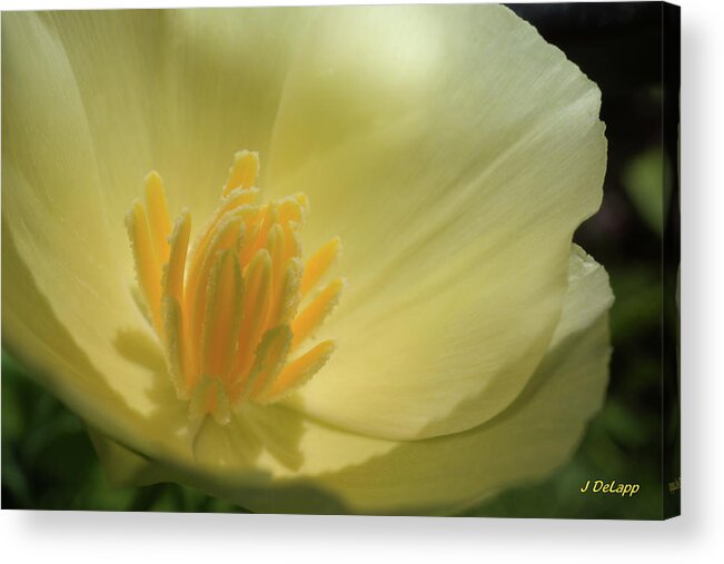 Poppy Acrylic Print featuring the photograph Poppy Closeup by Janet DeLapp