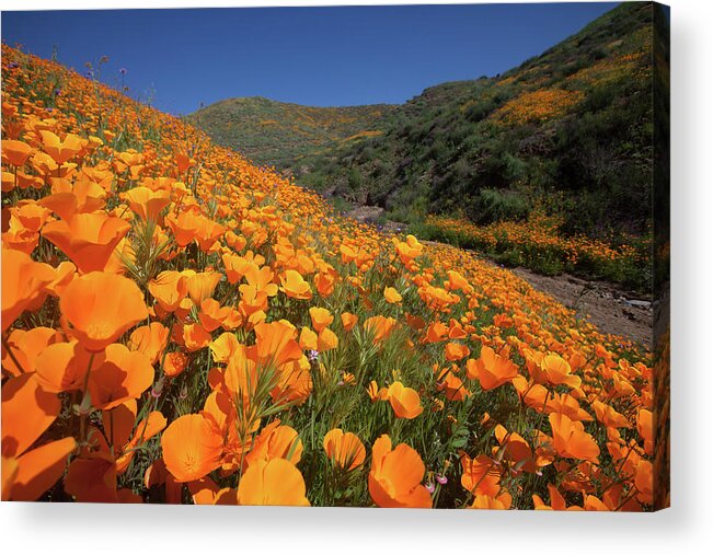 Poppies Acrylic Print featuring the photograph Poppy Superbloom by Cliff Wassmann
