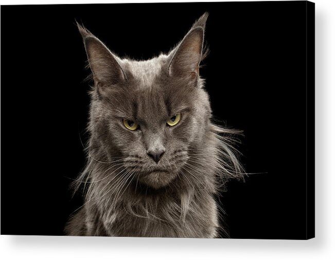 Portrait Acrylic Print featuring the photograph Portrait of Angry Maine Coon on black by Sergey Taran