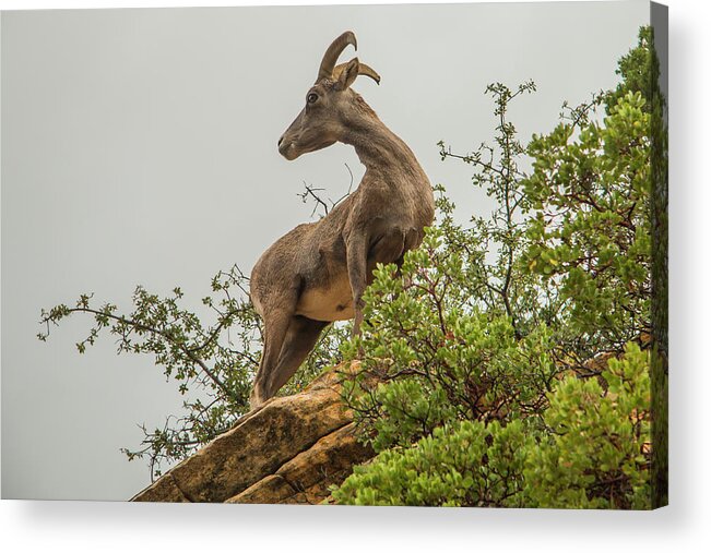 National Park Acrylic Print featuring the photograph Posing for the Camera by Doug Scrima