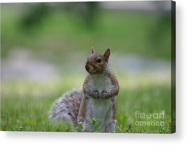 Squirrel Acrylic Print featuring the photograph Posing Squirrel 2 by David Bishop