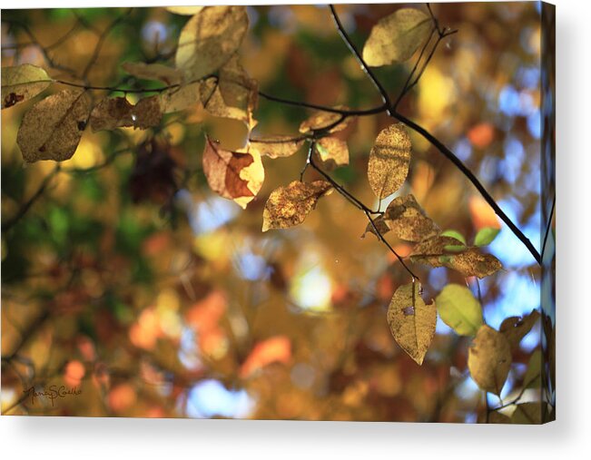 Autumn Acrylic Print featuring the photograph Pot of gold I by Nancy Coelho