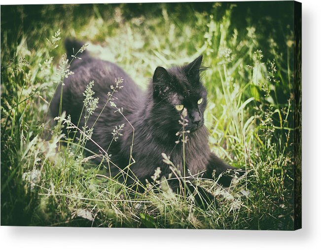 Cat Acrylic Print featuring the photograph Prairie Cat by Scott Wyatt