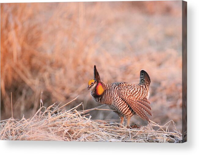 Greater Prairie Chicken Acrylic Print featuring the photograph Prairie Chicken 21 by Brook Burling