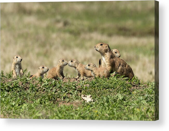 Nature Acrylic Print featuring the photograph Prairie Dog Family 7270 by Donald Brown