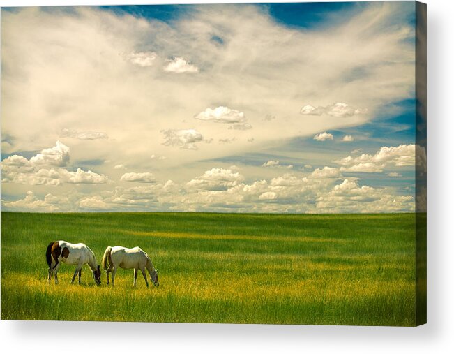 Horses Acrylic Print featuring the photograph Prairie Horses by Todd Klassy