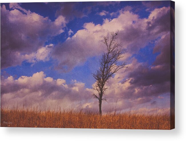 Prairie Acrylic Print featuring the photograph Prairie Tree Survivor by Anna Louise