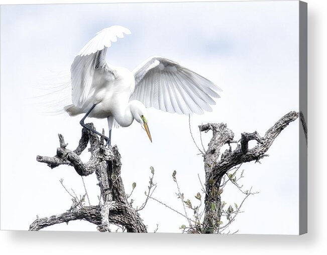 Crystal Yingling Acrylic Print featuring the photograph Pre-flight by Ghostwinds Photography