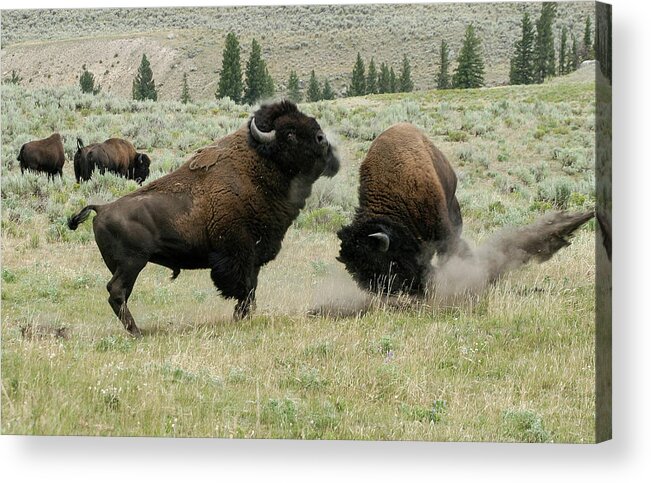 Bison Acrylic Print featuring the photograph Preparing for Battle by Ronnie And Frances Howard