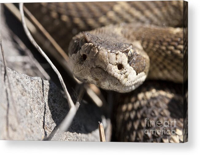 Snake Acrylic Print featuring the photograph Pretty Face by Douglas Kikendall