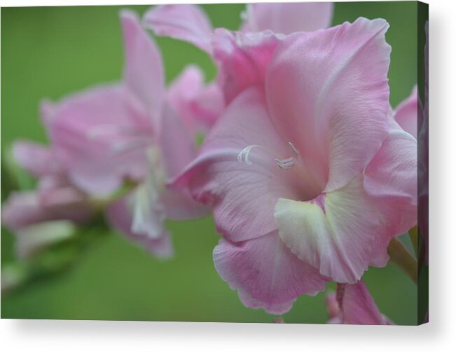 Gladiolas Acrylic Print featuring the photograph Pretty in Pink 2 by Teresa Tilley