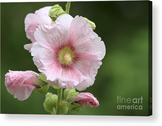Flower Acrylic Print featuring the photograph Pretty in Pink by Teresa Zieba