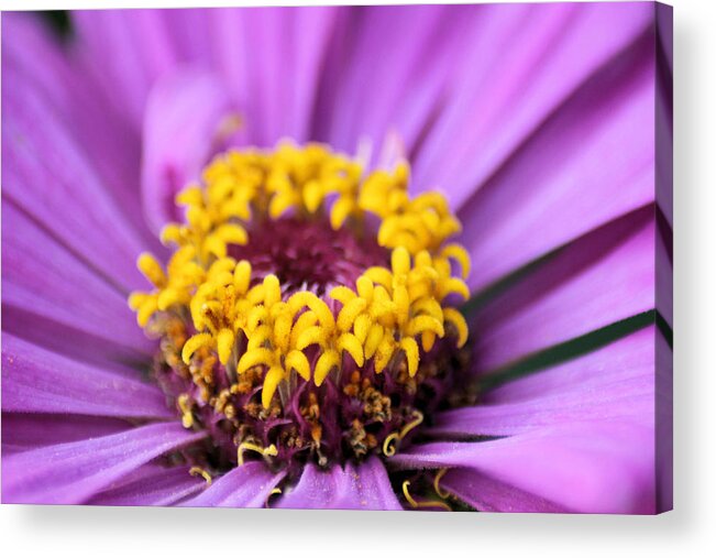 Macro Acrylic Print featuring the photograph Pretty in Purple-2 by Karen Wagner