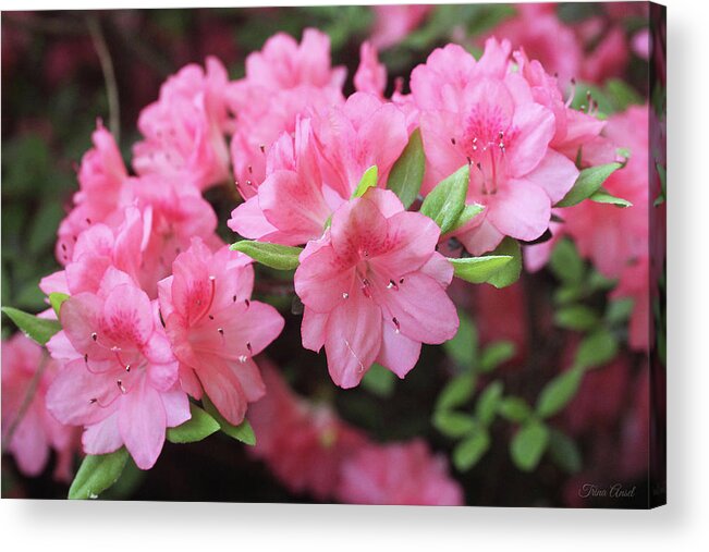 Flowers Acrylic Print featuring the photograph Pretty Pink Azalea Blossoms by Trina Ansel