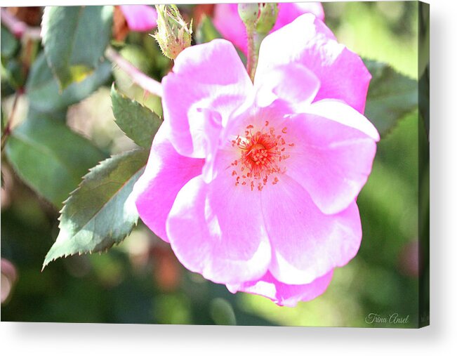 Flowers Acrylic Print featuring the photograph Pretty Pink Rose by Trina Ansel