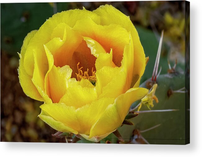 Prickly Acrylic Print featuring the photograph Prickly Pear Blossom h1839 by Mark Myhaver