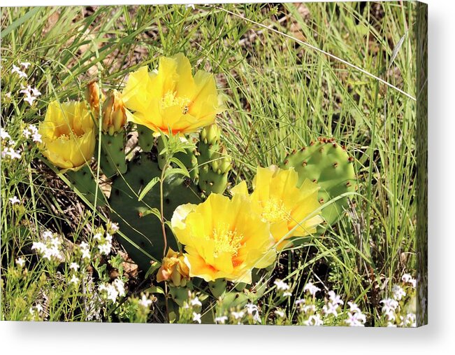 Nature Acrylic Print featuring the photograph Prickly Pear Cactus Blooms by Sheila Brown