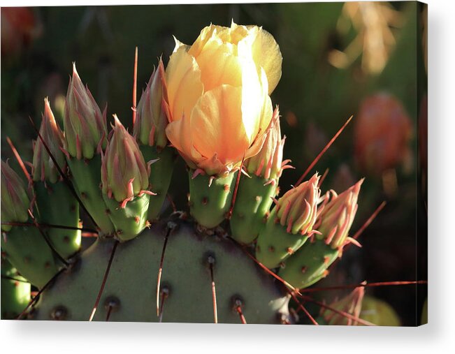 Flower Acrylic Print featuring the photograph Prickly Pear Cactus by David Diaz