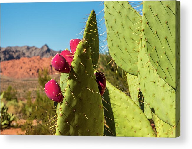 Prickly Pear Cactus Acrylic Print featuring the photograph Prickly Pear Cactus by Paul Freidlund