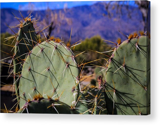 Arizona Acrylic Print featuring the photograph Prickly Pear Cactus by Roger Passman