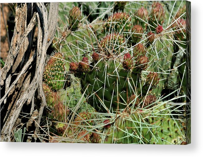 Landscape Acrylic Print featuring the photograph Prickly Pear Revival by Ron Cline