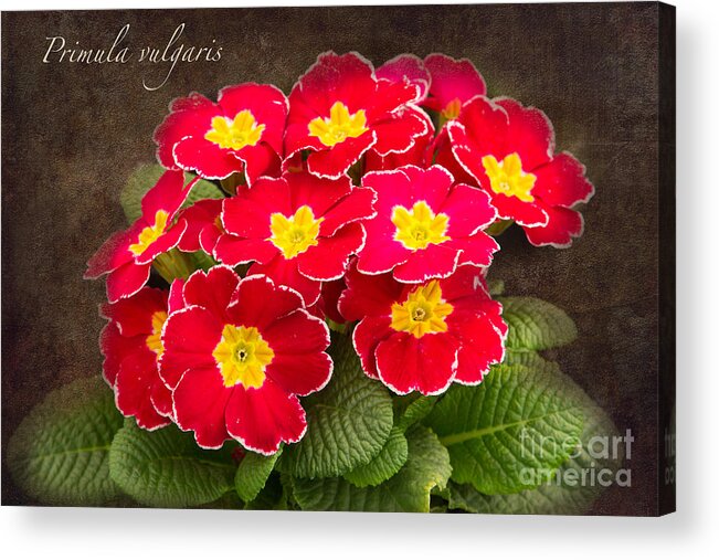 Primula Acrylic Print featuring the photograph Primula vulgaris by Marilyn Cornwell