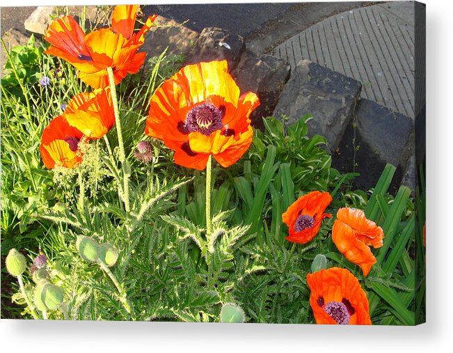 Prince Of Orange Acrylic Print featuring the photograph Prince of Orange Poppy by Anthony Seeker