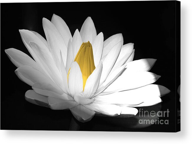 Flora Acrylic Print featuring the photograph Pristine by Cindy Manero