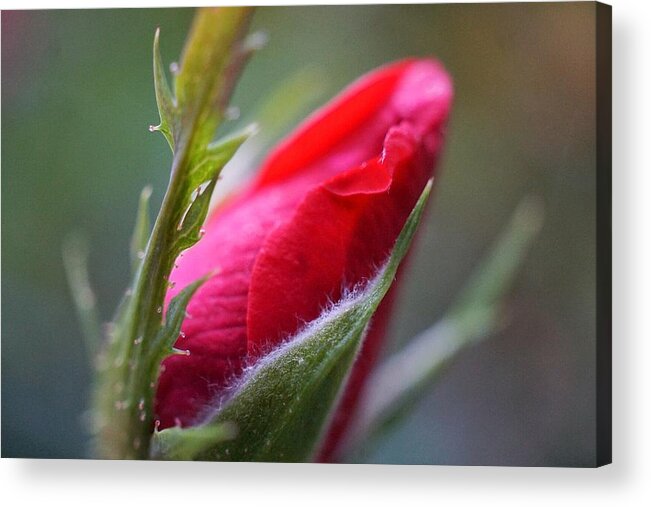 Rose Acrylic Print featuring the photograph Promise by Fara Shehee