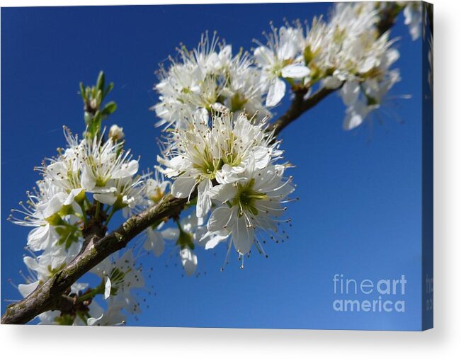 Bloom Acrylic Print featuring the photograph Promise of Spring by Jean Bernard Roussilhe