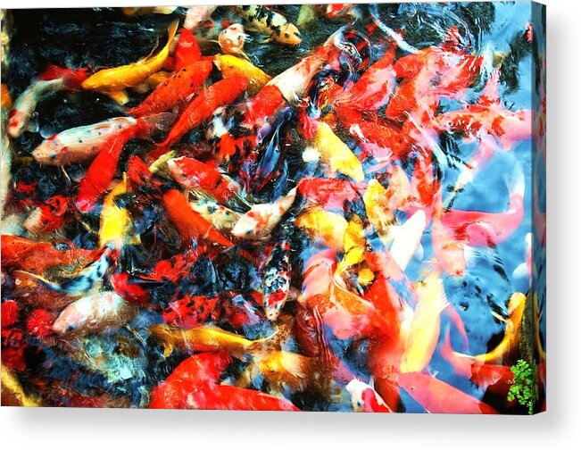 Carp Acrylic Print featuring the photograph Prosperity by HweeYen Ong