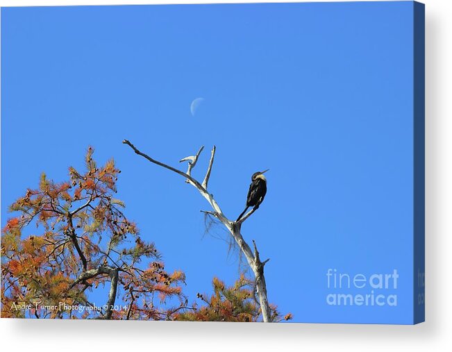 Swamp Acrylic Print featuring the photograph Proud Anhinga by Andre Turner