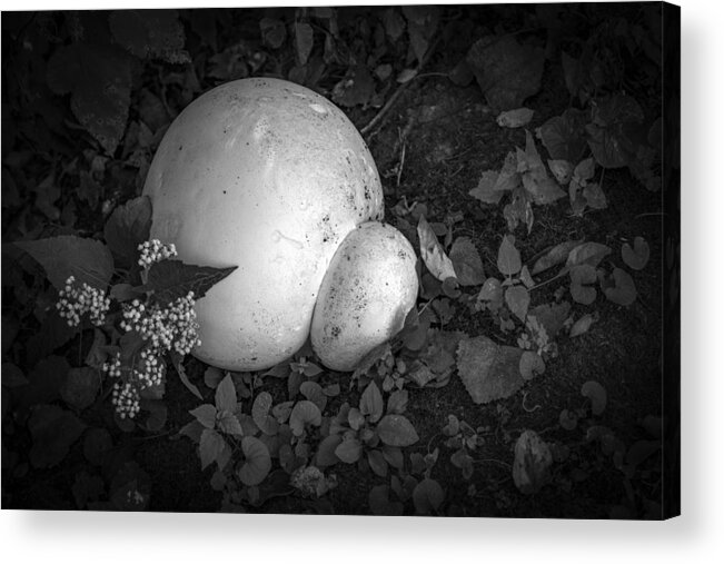 Puffball Acrylic Print featuring the photograph Puff The Magic Fungi by Ray Congrove