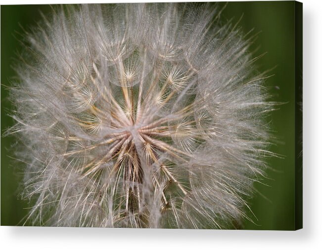 Milkweed Acrylic Print featuring the photograph Puff by Trent Mallett