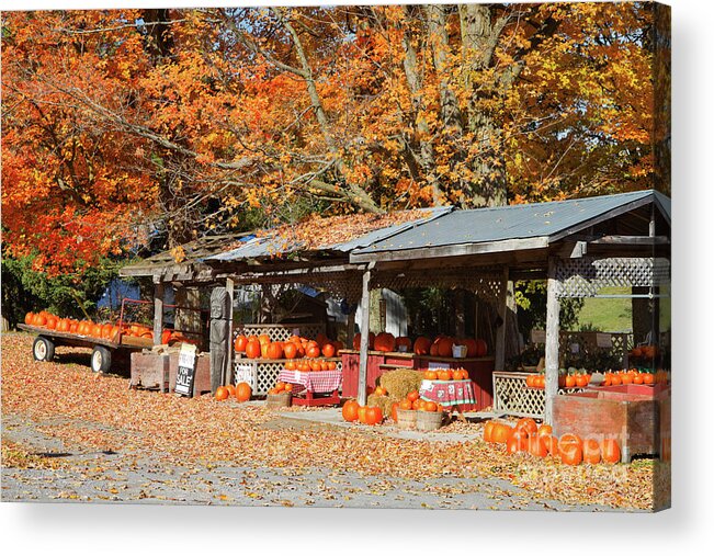 Shed Acrylic Print featuring the photograph Pumpkins For Sale by Louise Heusinkveld