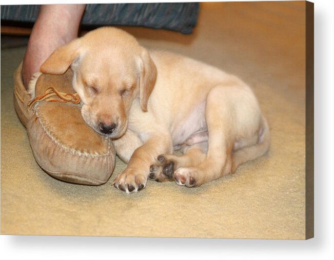 Animal Acrylic Print featuring the photograph Puppy Sleeping on Daddy's Foot by Linda Phelps