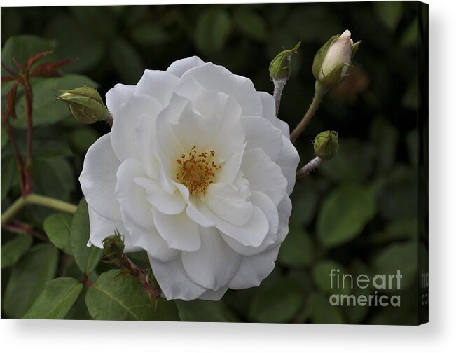 White Acrylic Print featuring the photograph Pure Love by Bridgette Gomes