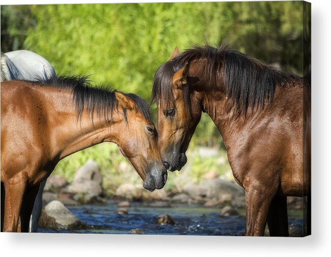 Wild Horses Acrylic Print featuring the photograph Pure Love by Saija Lehtonen