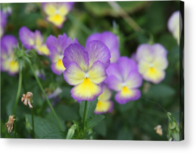 Flowers Acrylic Print featuring the photograph Purple and Gold by Jonathan Kotinek