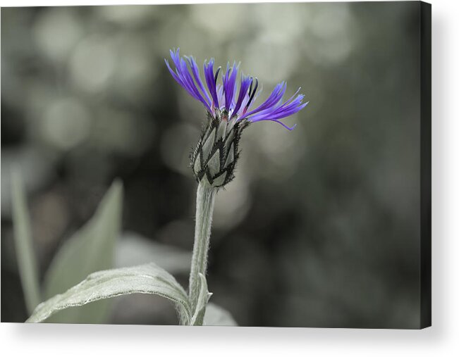 Nature Acrylic Print featuring the photograph Purple and Grey by David Stasiak