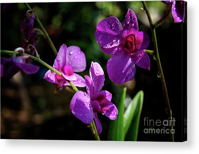 Michelle Meenawong Acrylic Print featuring the photograph Purple Beauty by Michelle Meenawong