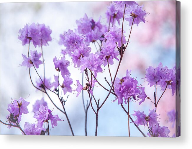 Jenny Rainbow Fine Art Photography Acrylic Print featuring the photograph Purple Blue Romance by Jenny Rainbow