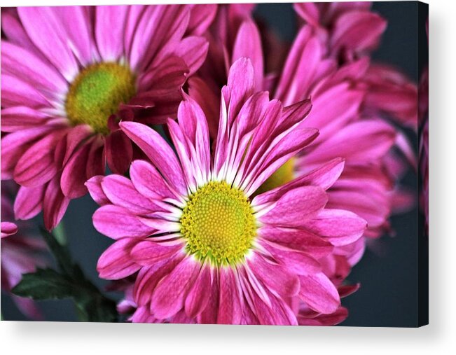 Nature Acrylic Print featuring the photograph Purple Chrysanthemums by Sheila Brown