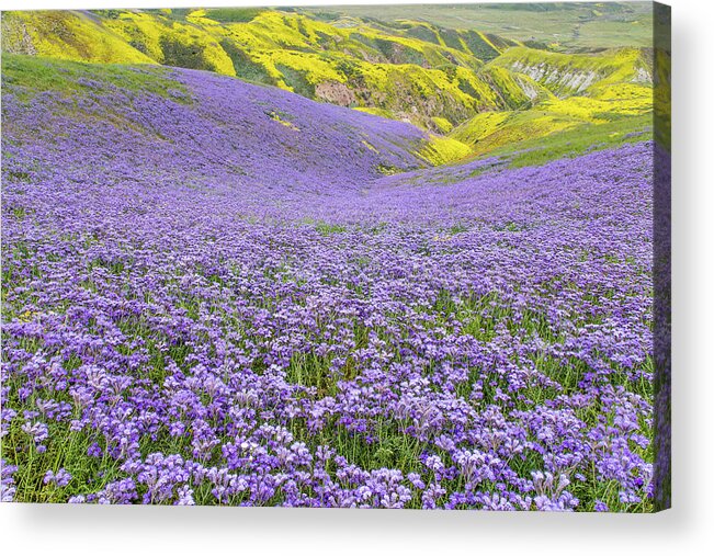 California Acrylic Print featuring the photograph Purple Covered Hillside by Marc Crumpler