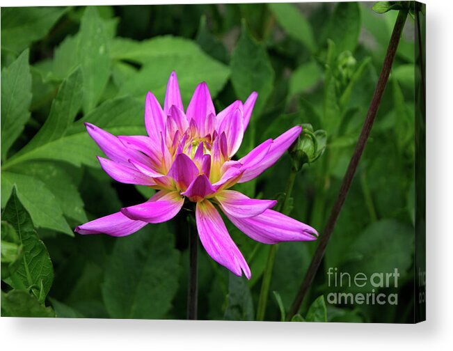 Michelle Meenawong Acrylic Print featuring the photograph Purple Dahlia by Michelle Meenawong