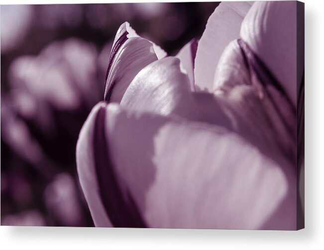 Abstract Acrylic Print featuring the photograph Purple Dream by Marcus Karlsson Sall