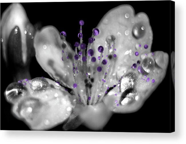 Composite Acrylic Print featuring the photograph Purple drops by Wolfgang Stocker