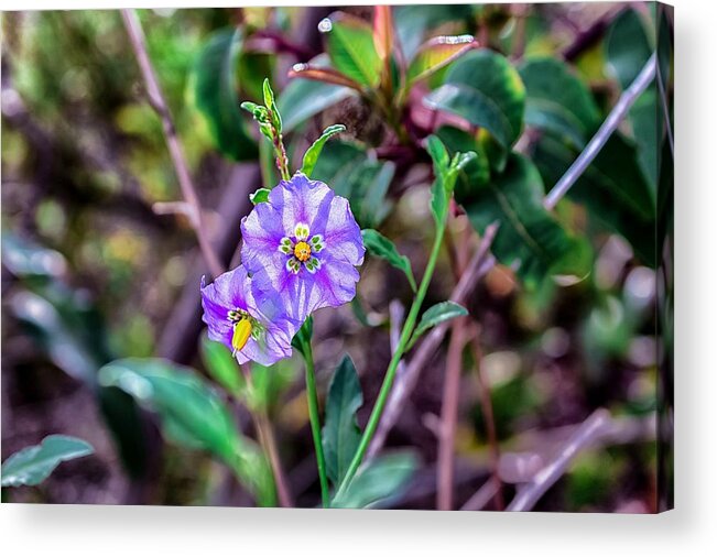 Purple Acrylic Print featuring the photograph Purple Flower Family by Alison Frank