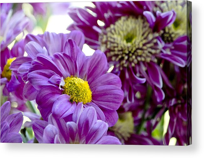 Gerbera Acrylic Print featuring the photograph Purple Flower in Cold Light. by Elena Perelman